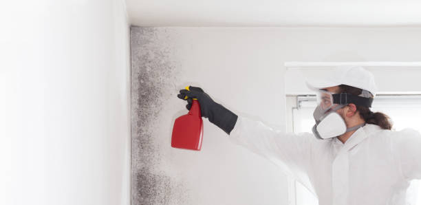 Best Bathroom Mold Remediation in Covington, KY